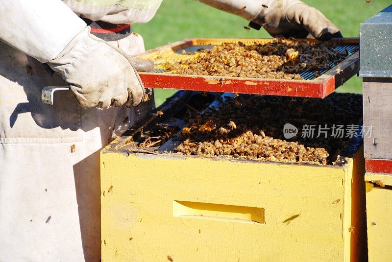 商业养蜂人在一个蜜蜂在冬天工作