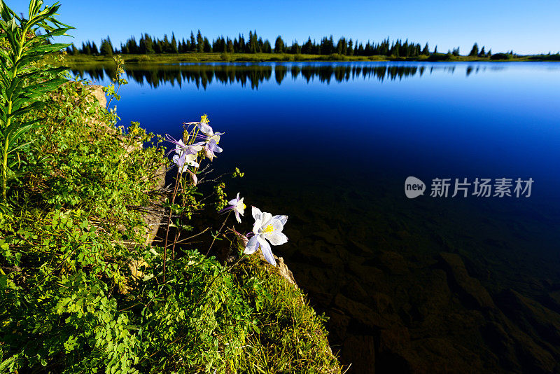 蓝耧斗菜和羽扇豆野花在山湖