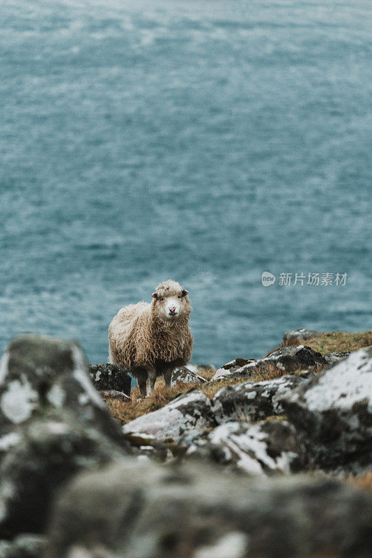 在法罗群岛近海草地上的羊群