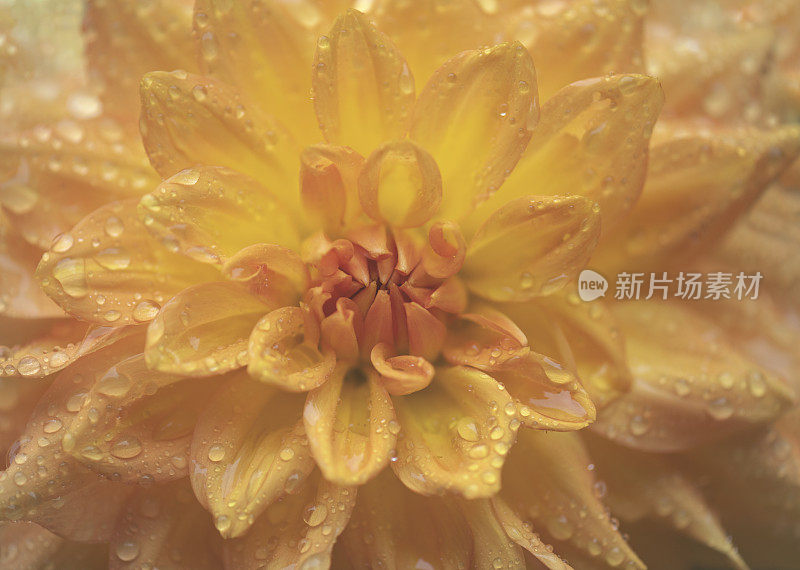 雨后美丽的大丽花满帧特写