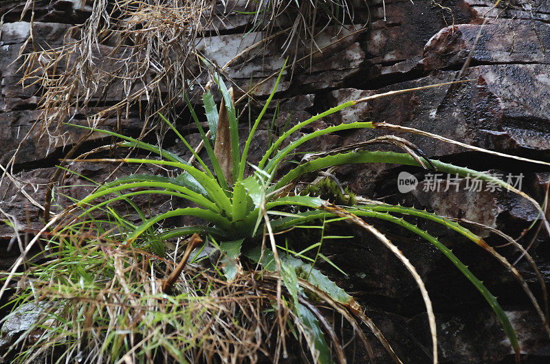 凤梨属植物生长在一块石头上