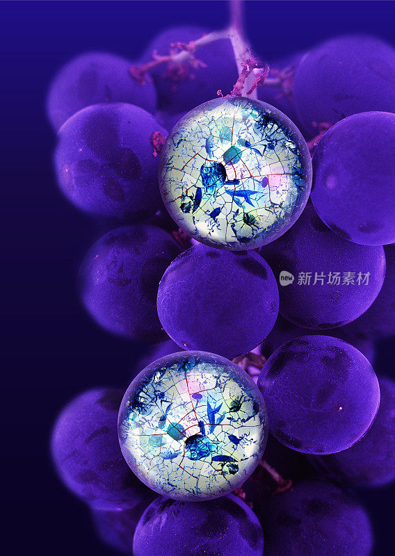转基因葡萄和细胞图像