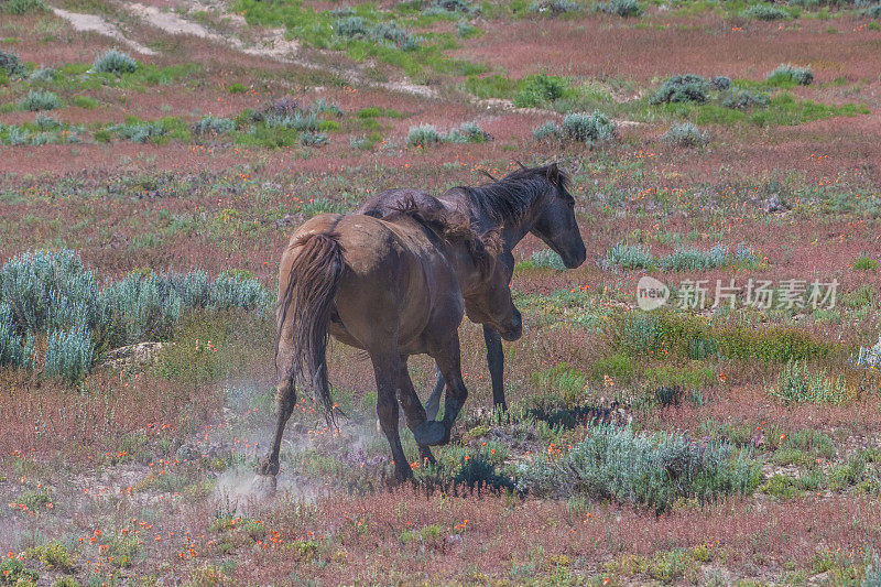 科罗拉多州沙洗盆地的野马在尘土中打滚