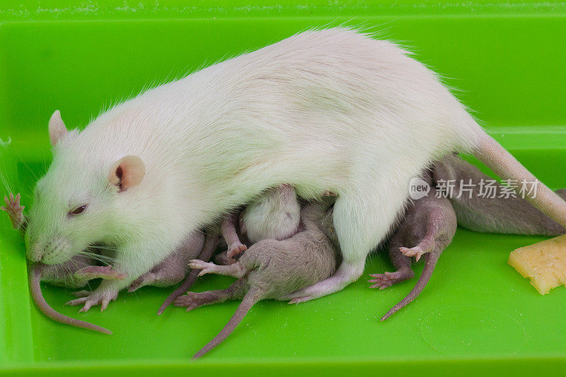 母乳的概念。母老鼠正在喂养刚出生的幼崽。
