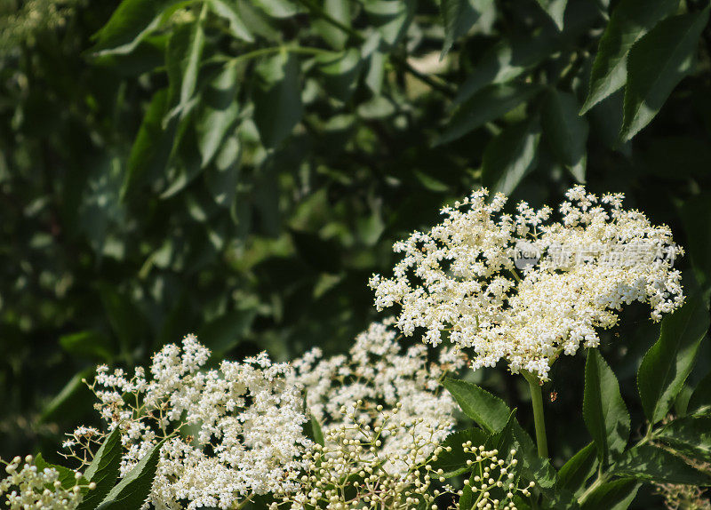 老布什花