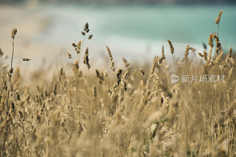夏季海岸的振动，野草，植物和裸麦俯瞰克兰托克海滩，纽基在一个明亮的夏日。