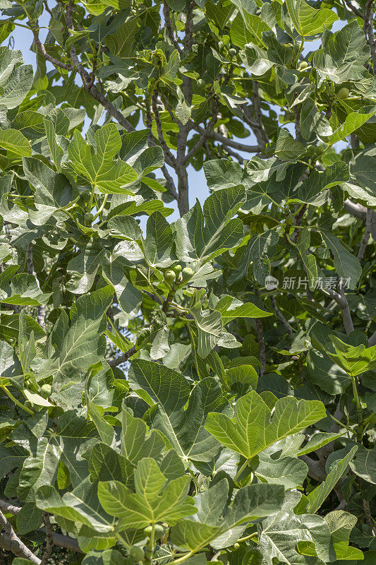 无花果树成熟果实的细节