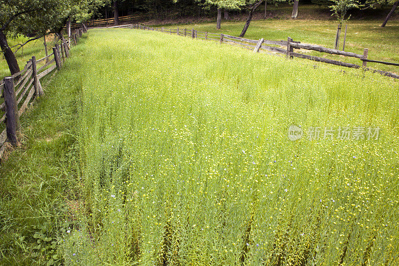 亚麻植物田