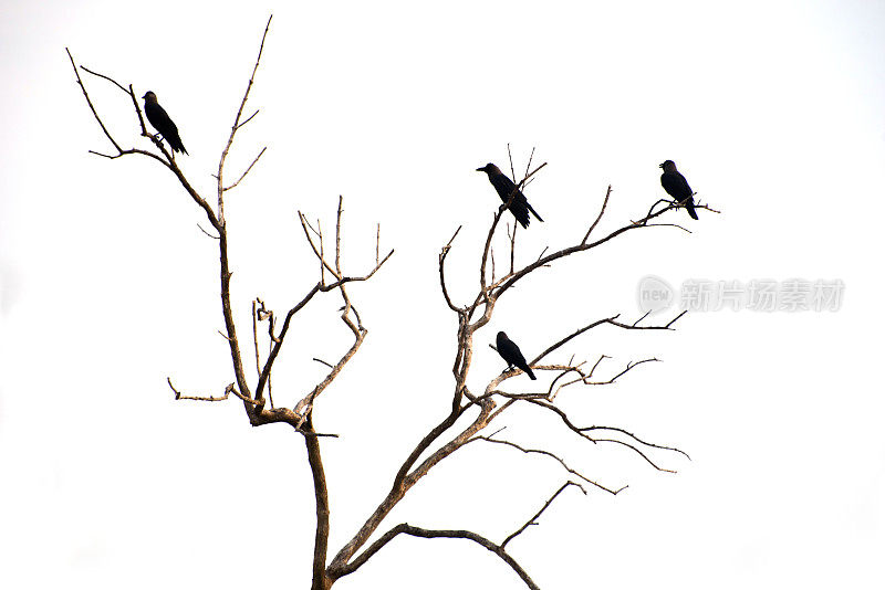 阴森森的树上有乌鸦的剪影