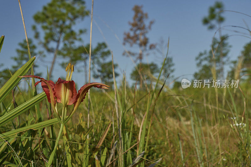 橙和红松百合野花在佛罗里达中部的林地，棕榈和松树在奥兰多