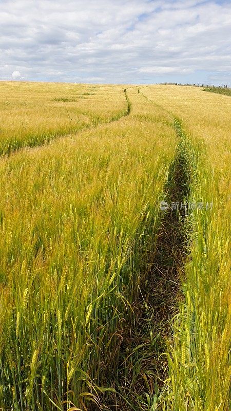 小麦近距离生长在田间