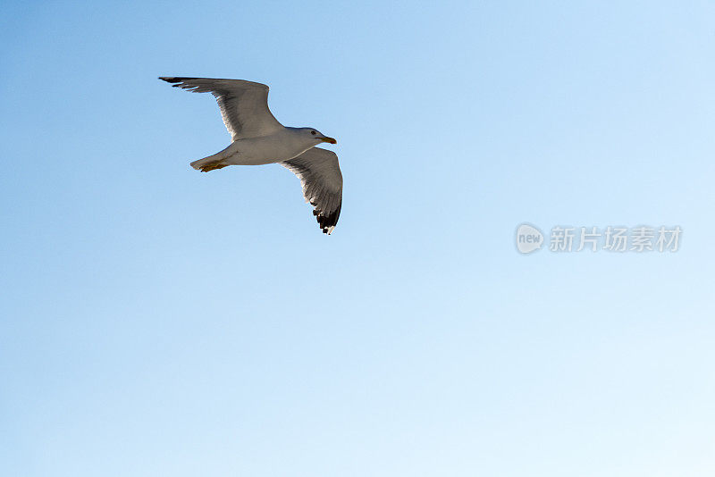 一只白色的海鸥在希腊的蓝天上飞翔