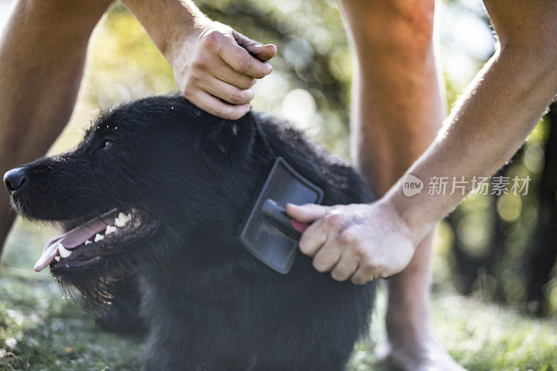 一个不认识的年轻人在户外给狗梳头