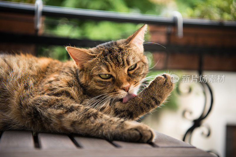 成年虎斑猫躺下和梳理户外