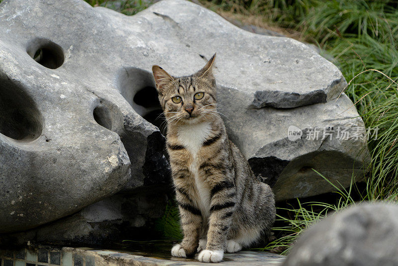 剪花猫在花园里