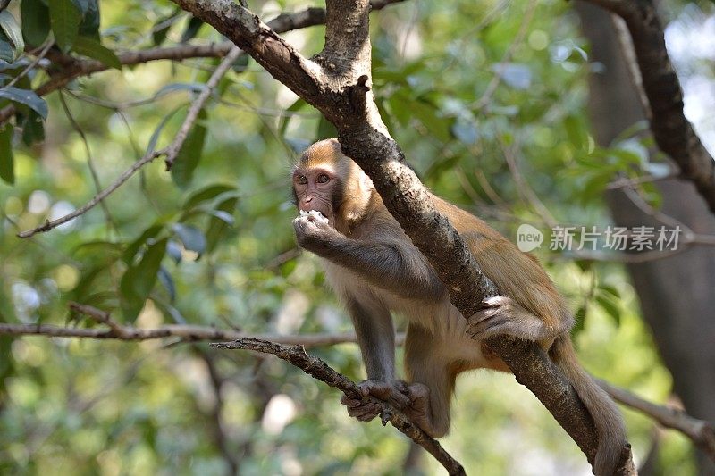 日常生活中的野生猕猴——一只坐在树枝上的猴子