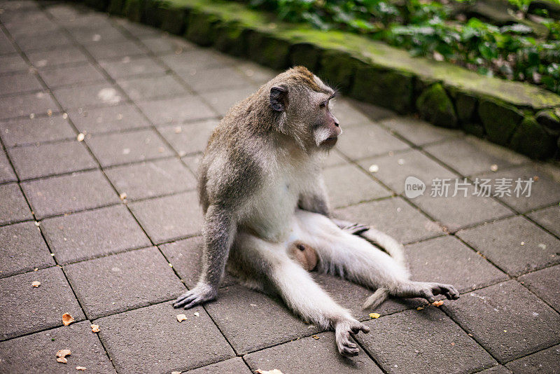 乌布圣猴森林里的猕猴