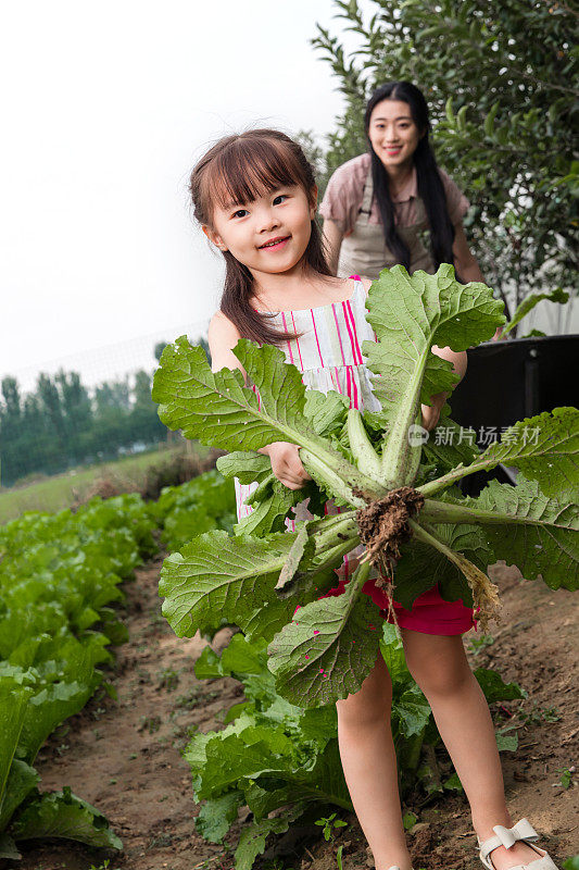 幸福母女采摘蔬菜