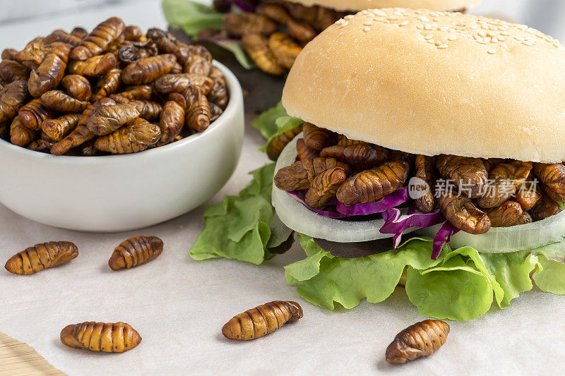 食虫:蚕蛹在面包、汉堡、蔬菜和碗中油炸食用，是很好的蛋白质食用来源。昆虫学的知识概念。