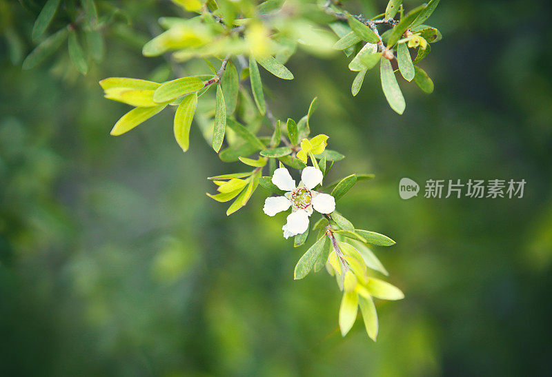 详细的开花茶树植物