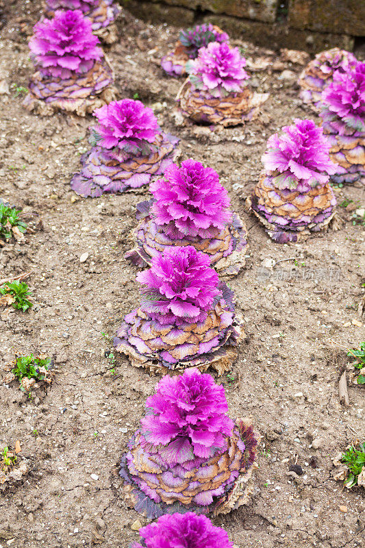 贝加莫的紫色植物和花卉