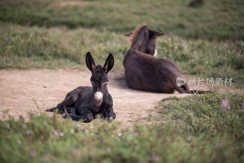 小毛驴和妈妈躺在绿色的牧场上