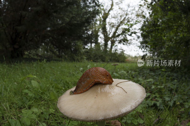 蘑菇上的红蛞蝓(阿里昂·鲁弗斯)