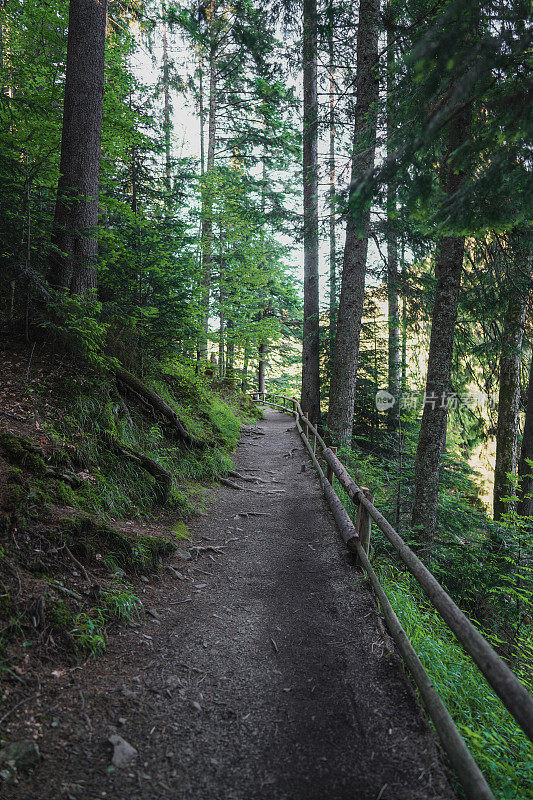 风景优美的步道通过森林附近的Synevir湖在山区