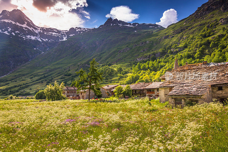 阿尔卑斯风景:法国萨伏伊瓦诺瓦河畔邦尼瓦尔的春天野花