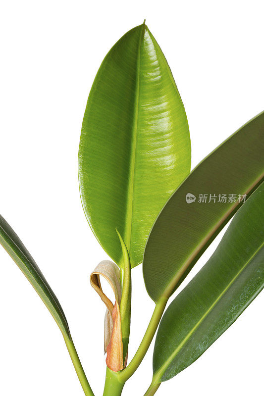 热带榕属植物