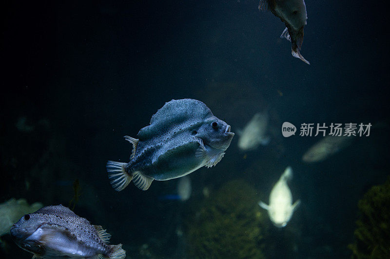 大型水族馆中的吸盘鱼