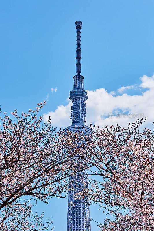 东京天空树和粉红色樱花的特写，东京，日本