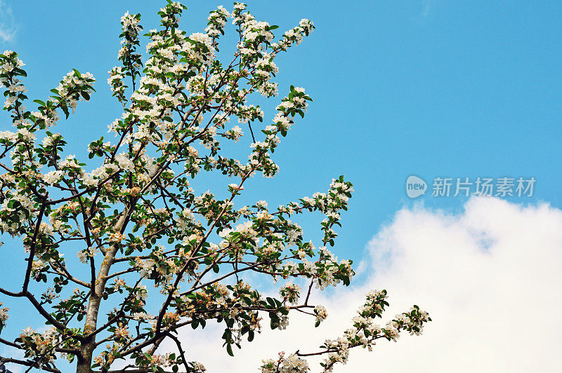 日本开花垃圾苹果树(海棠)
