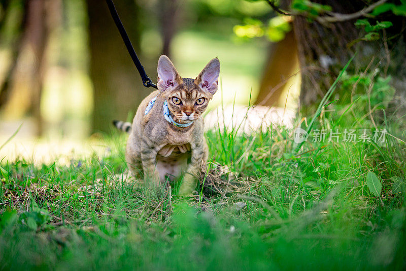 戴着宠物皮带的德文郡雷克斯小猫在公共公园小便-图片