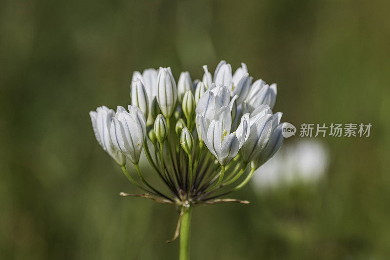 风信子是一种开花植物，常见的名字有白花、白三叶百合、风信子和洋葱。Pepperwood保存;圣罗莎;加州的索诺玛县。Asparagaceae。