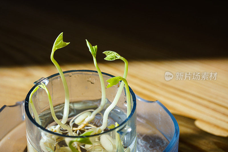 绿芽。植物播种和生长的步骤。绿色豆芽。花瓶内的绿叶植物