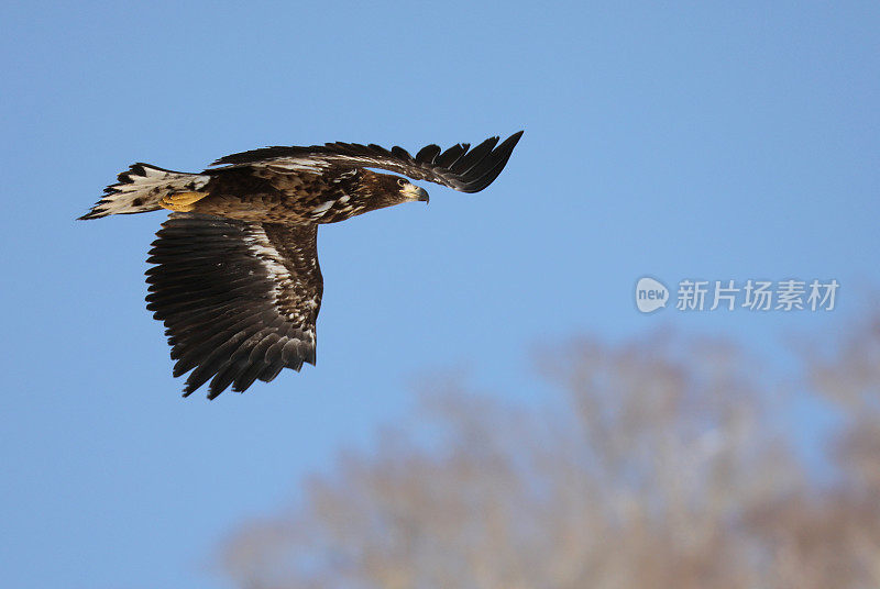 日本北海道飞行的白尾幼鹰