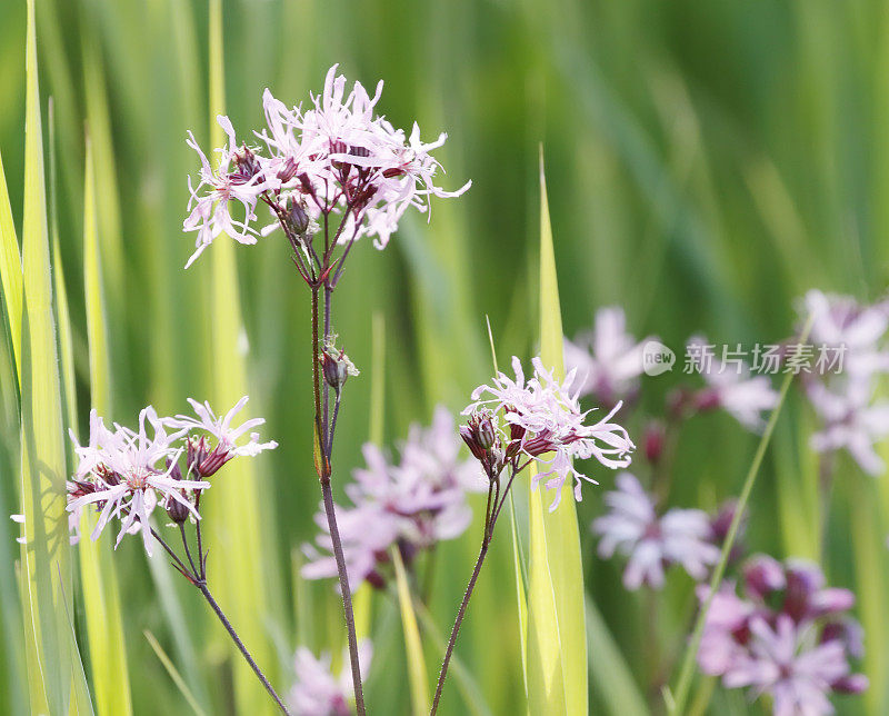 知更鸟(荔枝花)