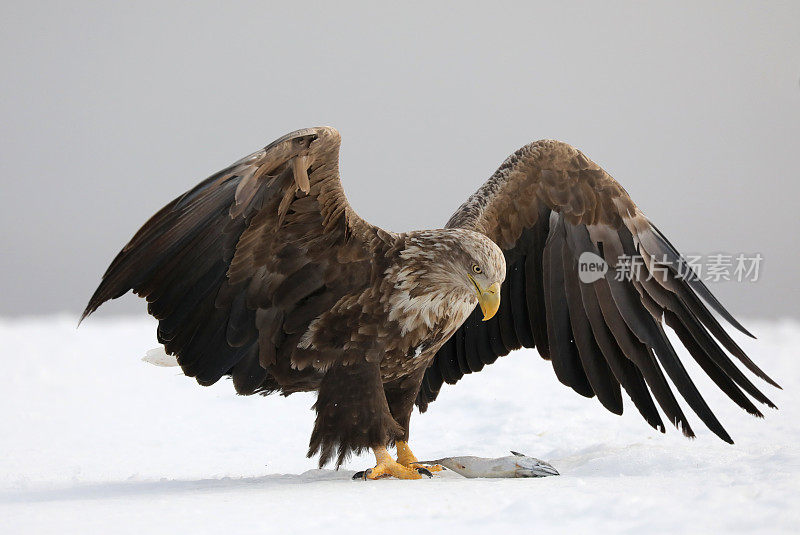 白尾鹰在日本北海道的雪地上捕鱼