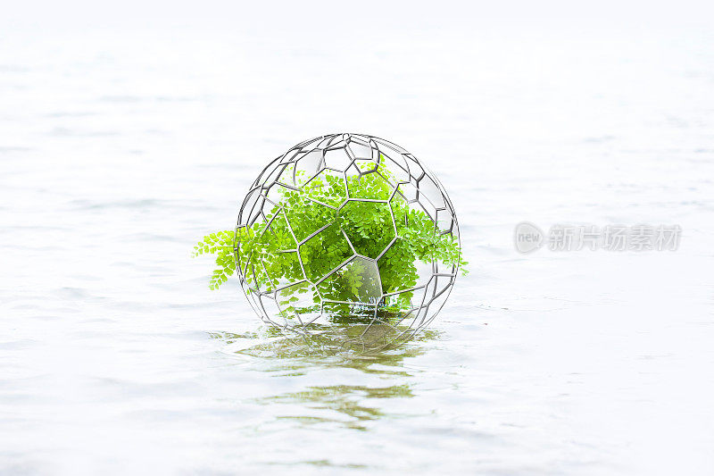 漂浮在水中的室内植物