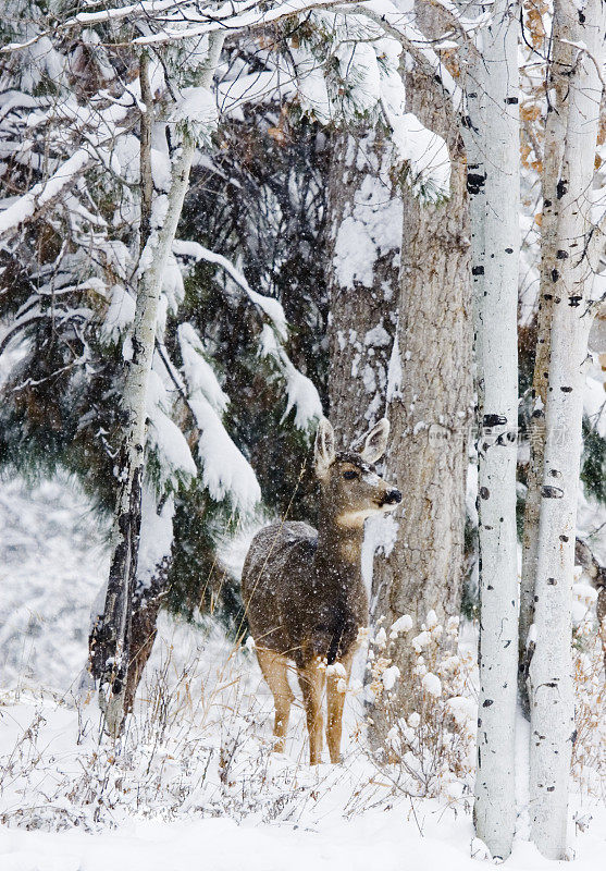 白雪皑皑的母鹿鹿
