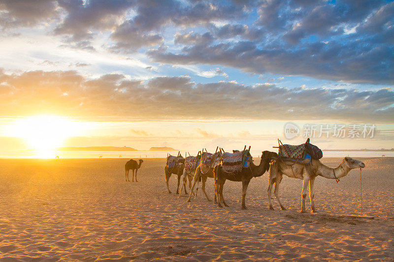 摩洛哥埃绍伊拉海滩上的骆驼商队。