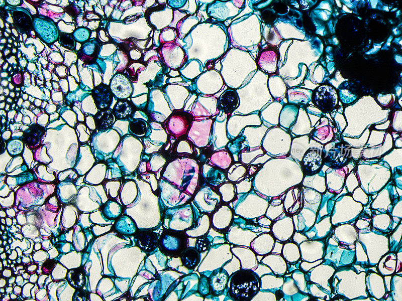 松树茎根切片的显微镜观察