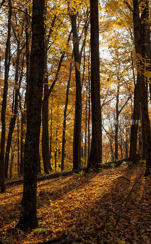 秋天的森林树木