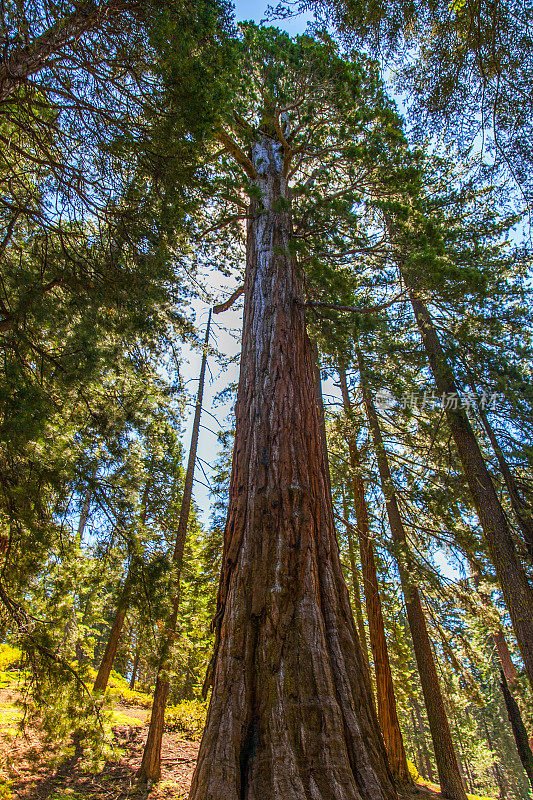 红杉-国王峡谷国家公园-加利福尼亚州