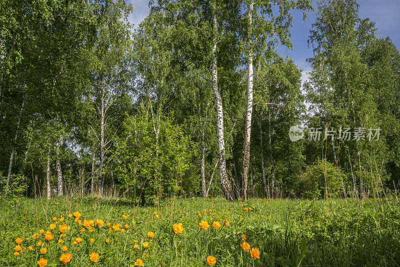 西伯利亚森林中的黄花