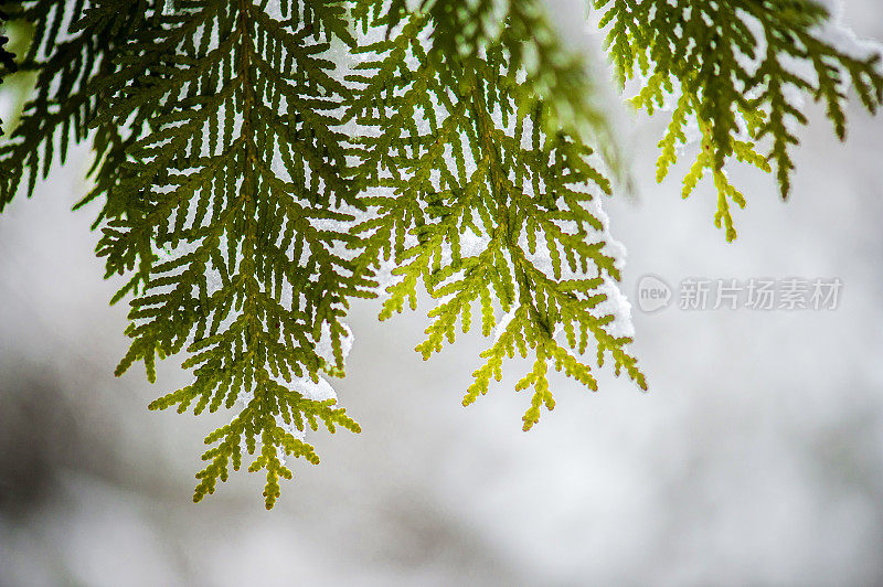 雪松树枝