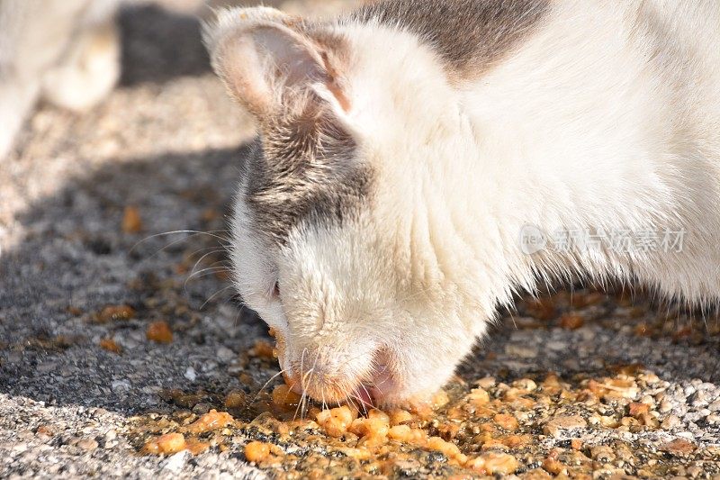 流浪猫吃