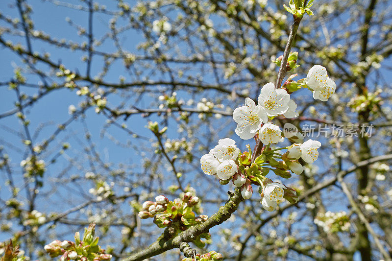 春天和盛开的樱桃树前的蓝天