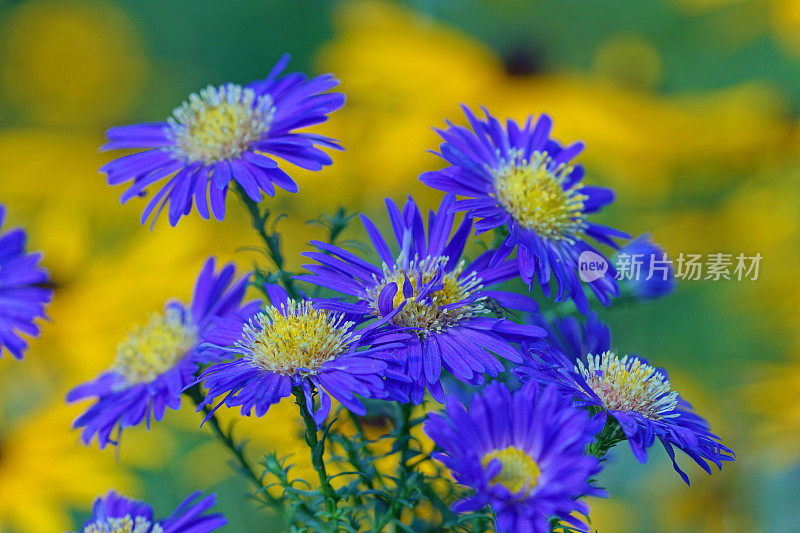 水马齿,紫锥菊